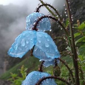 Meet your Posher, Kareen